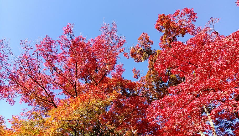 japan, maple leaf, tree, red, autumn, plant, change, beauty in nature HD wallpaper