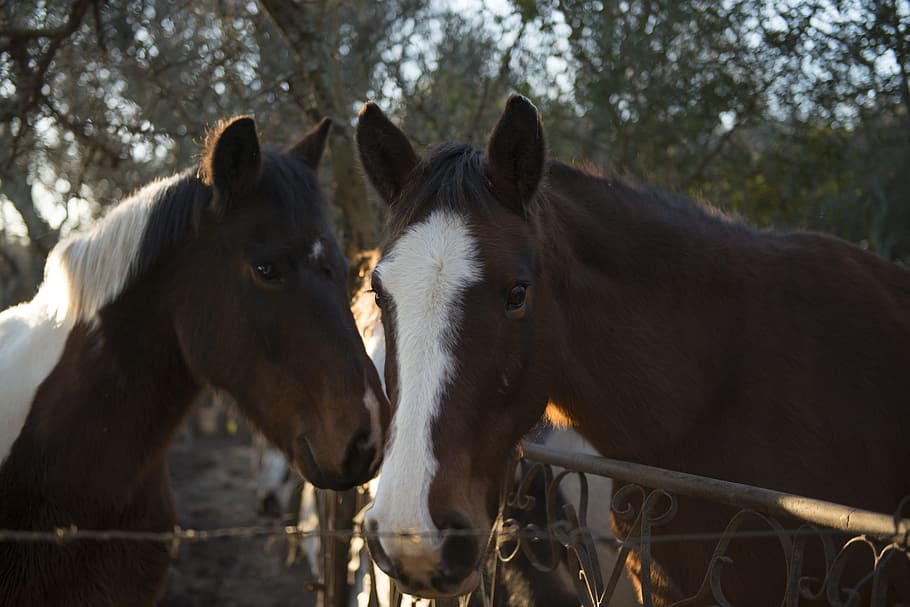 horses, close, nature, livestock, mammal, animal, animal themes HD wallpaper