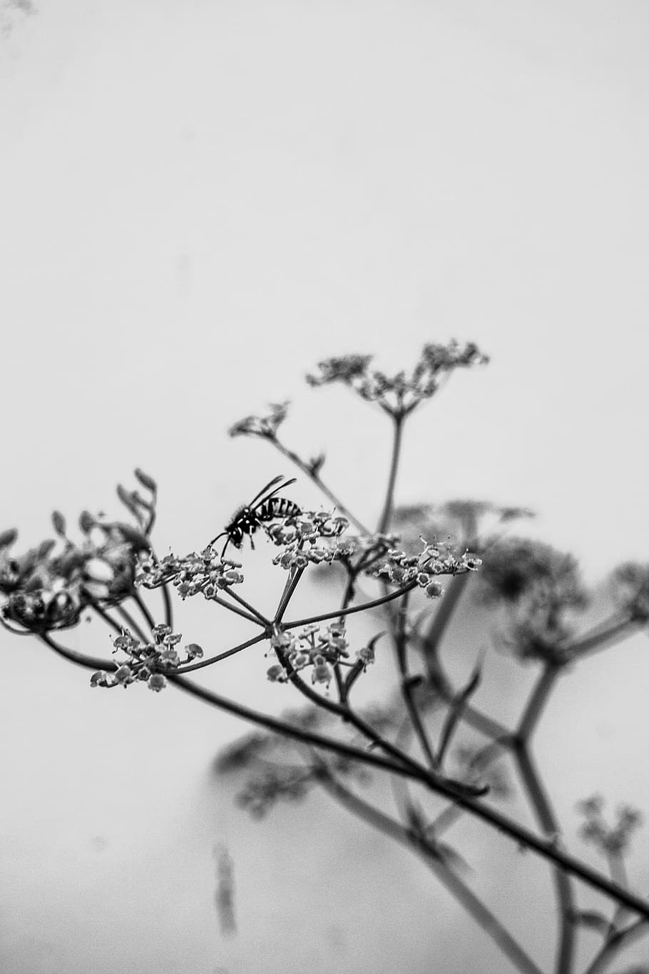 bee, flower, b w, plant, sky, nature, no people, growth, tree HD wallpaper