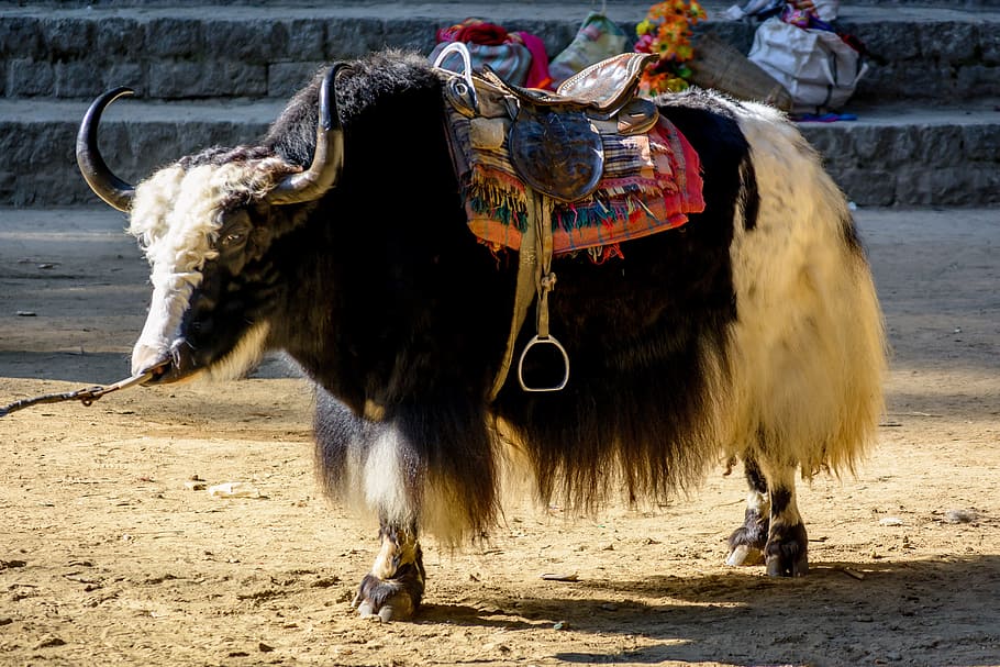 Manali, Himalayas, Yak, Cattle, Horns, animal, horned, cow, HD wallpaper