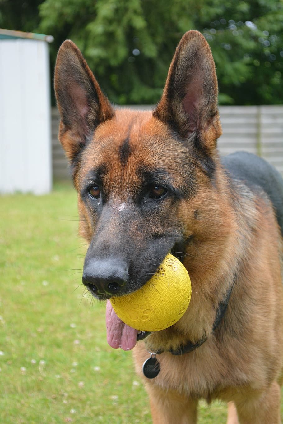 german shepherd, almind, denmark, one animal, canine, dog, domestic animals HD wallpaper