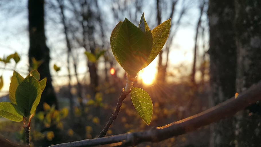 spring, leaves, sun, leaf, branch, nature, green, back light HD wallpaper