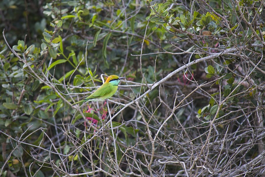 green bee-eater, bird, merops orientalis, little green bee-eater, HD wallpaper