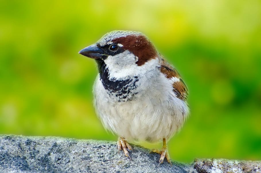 bird, green, animals, aviator, wild, small, sparrow, nature HD wallpaper