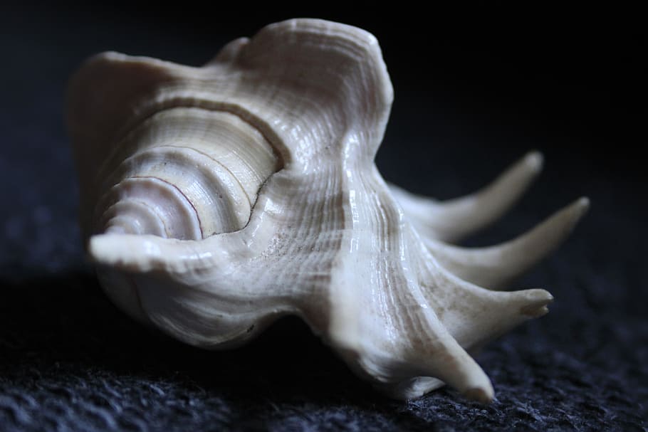 seashell, animal, spiral, animal wildlife, animal themes, close-up HD wallpaper