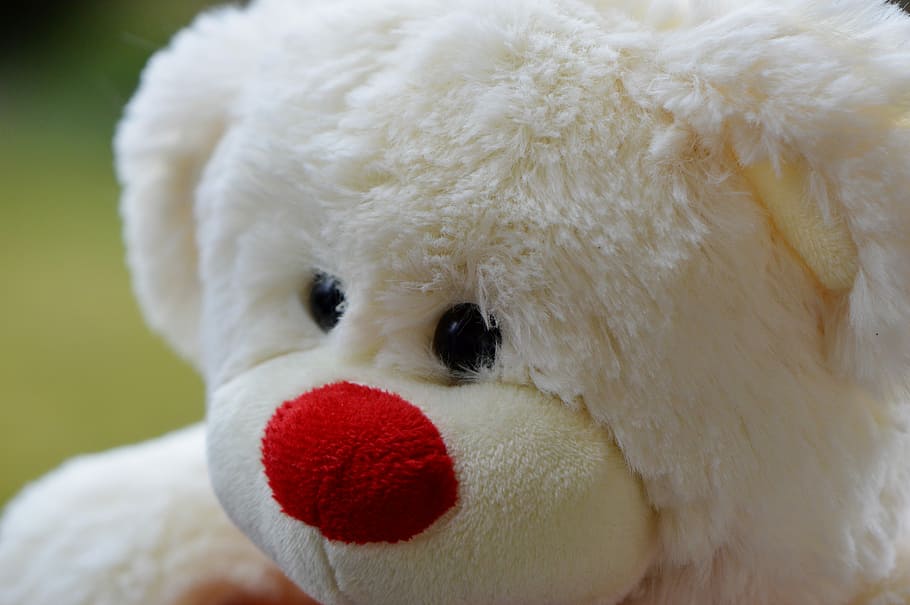 Bear, Bears, Plush, Cute, Sweet, teddy, funny, white color HD wallpaper