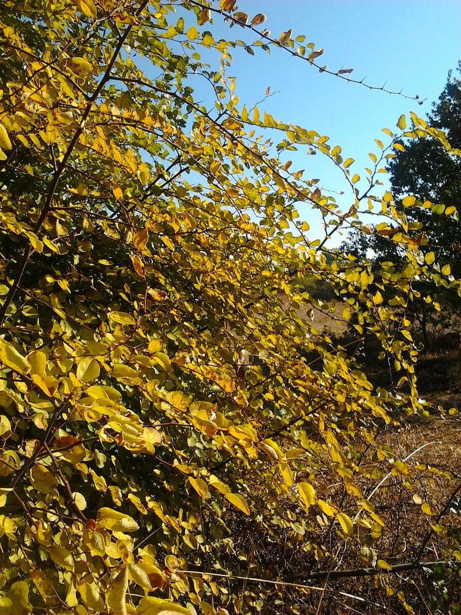 autumn, yellow, judas tree, plant, growth, nature, no people