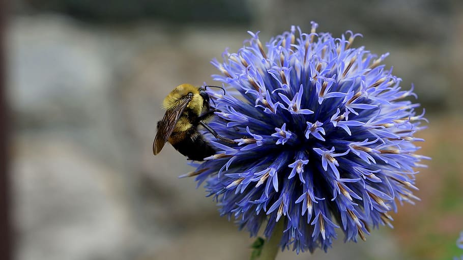 petals, blur, flower, bee, bloom, blooming, blossom, close-up HD wallpaper
