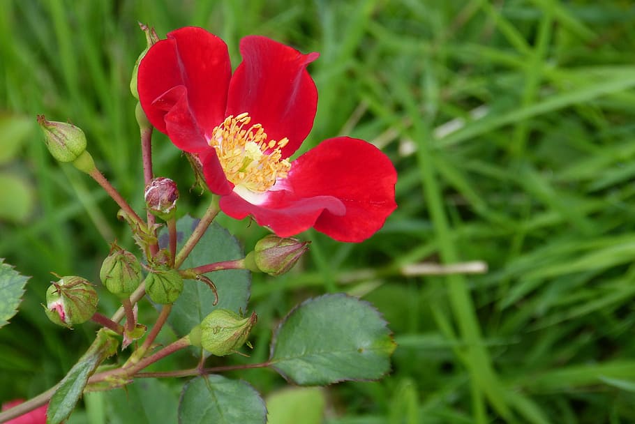 rose, blossom, bloom, bud, red meidiland, plant, flower, flowering plant HD wallpaper