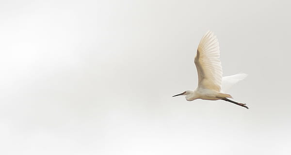 white flying bird under white sky, madagascar, great egret HD wallpaper