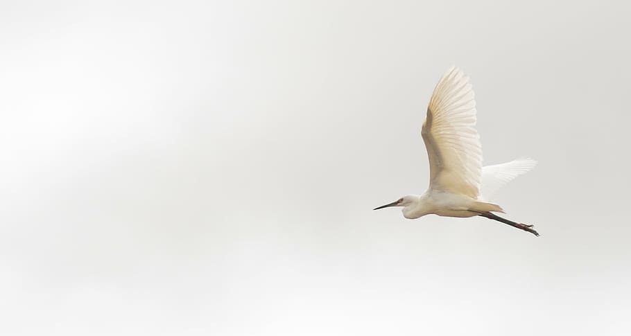 white flying bird under white sky, madagascar, great egret HD wallpaper