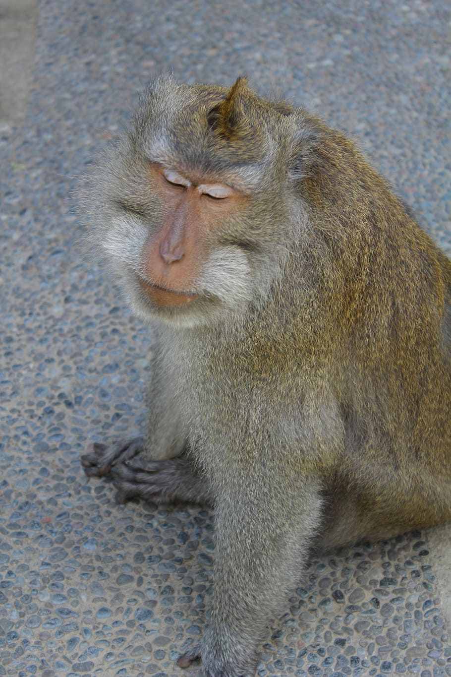 Lebar, Cm, Island, Monkey, Pet, lebar cm island, one animal HD wallpaper