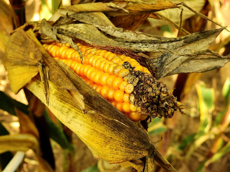 corn, ear, food, cereals, agriculture, grain, arable, harvest, HD wallpaper