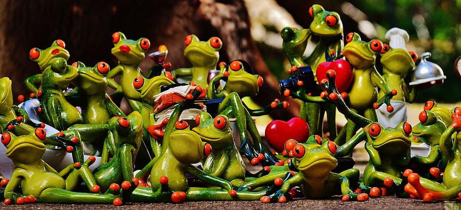 green frog with red eye lot, frogs, many, group, collection HD wallpaper