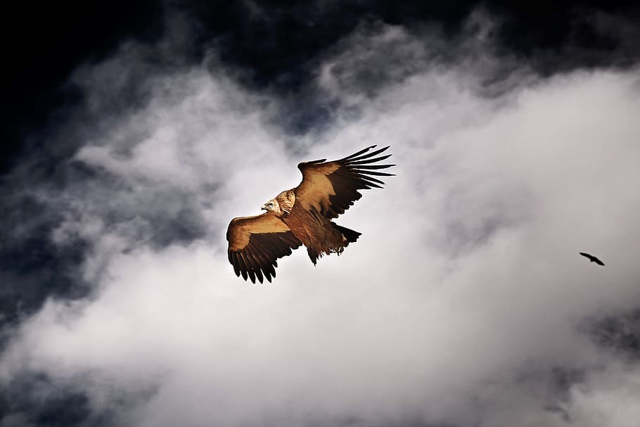 brown and black eagle, Tibetan, Seda, Flying, Vulture, Falcon