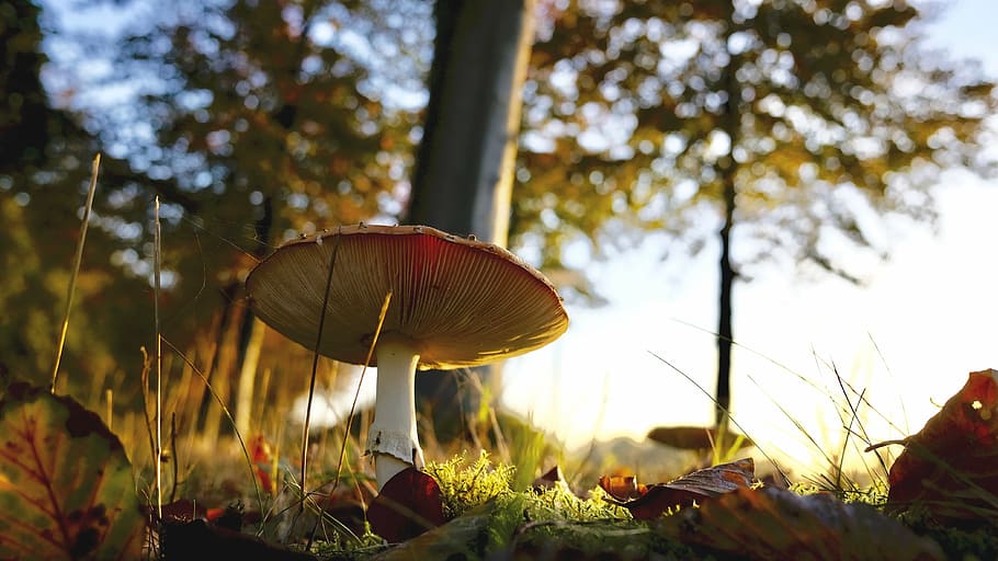 fungus, grass, leaves, macro, moss, mushroom, toadstool, plant HD wallpaper