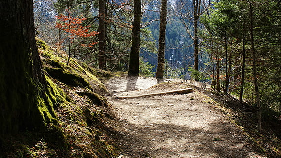 green leaf tree on road, away, sun, light, forest, descent HD wallpaper