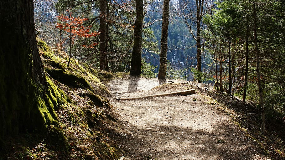 green leaf tree on road, away, sun, light, forest, descent HD wallpaper