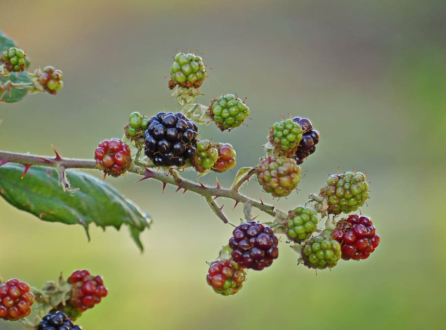 macro photo of raspberry, blackberries, fruits, bramble, prickly, HD wallpaper