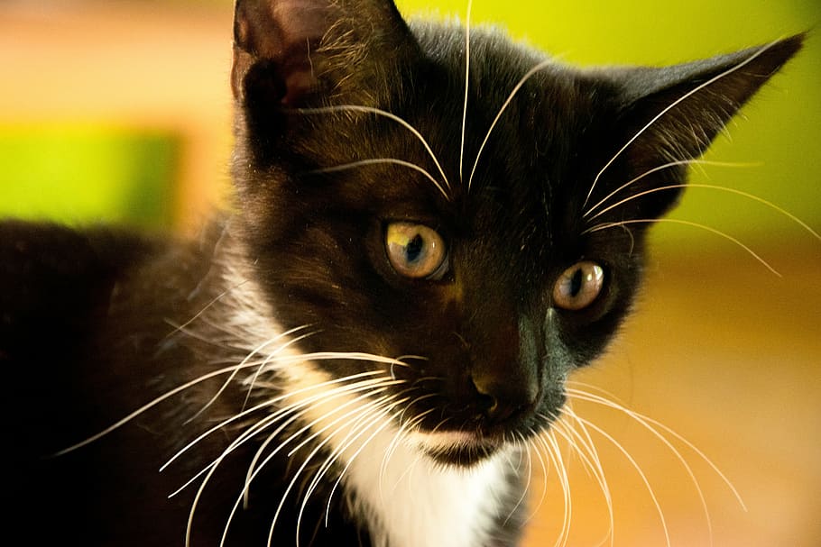cat, kitten, tomcat, black cat, domestic cat, little kitty HD wallpaper