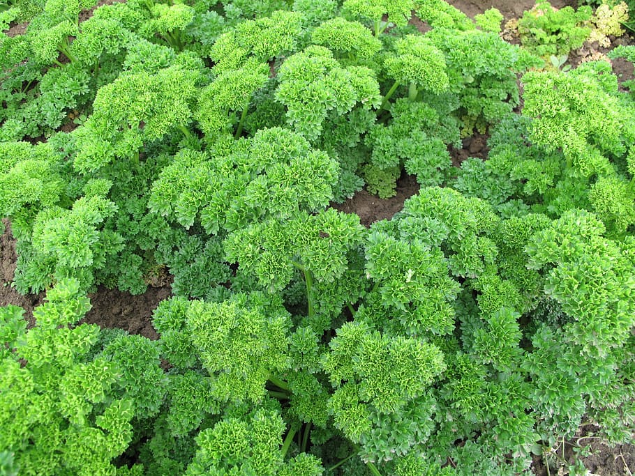 parsley, herbs, vegetables, salad, nutrition, red, healthy, HD wallpaper