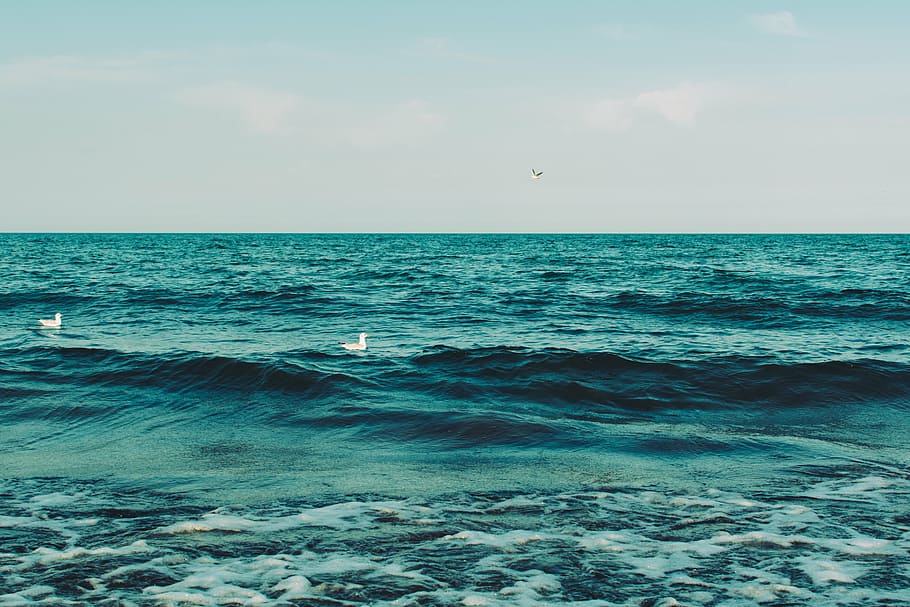 landscape photography of white birds on ocean water during daytime HD wallpaper