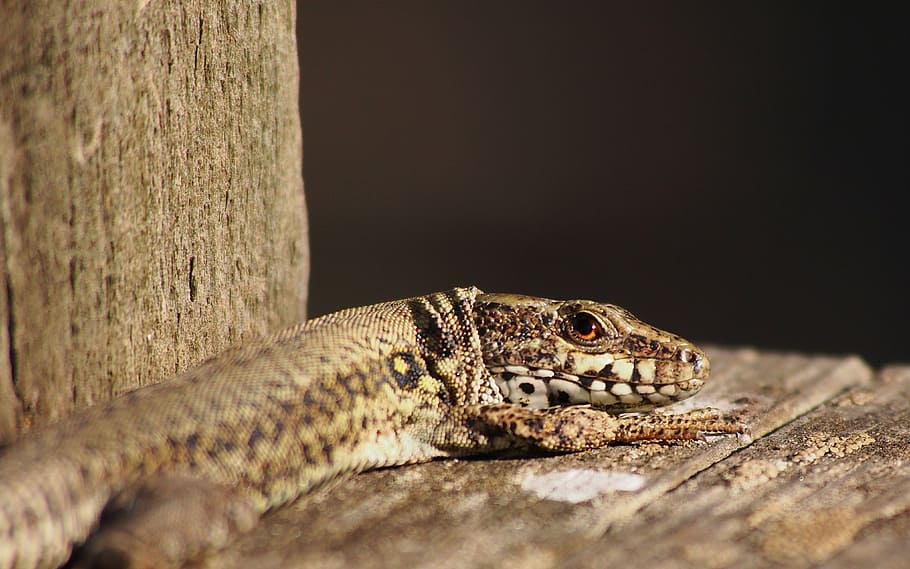 reptile, lizard, nature, brown, animals, wildlife, close-up HD wallpaper