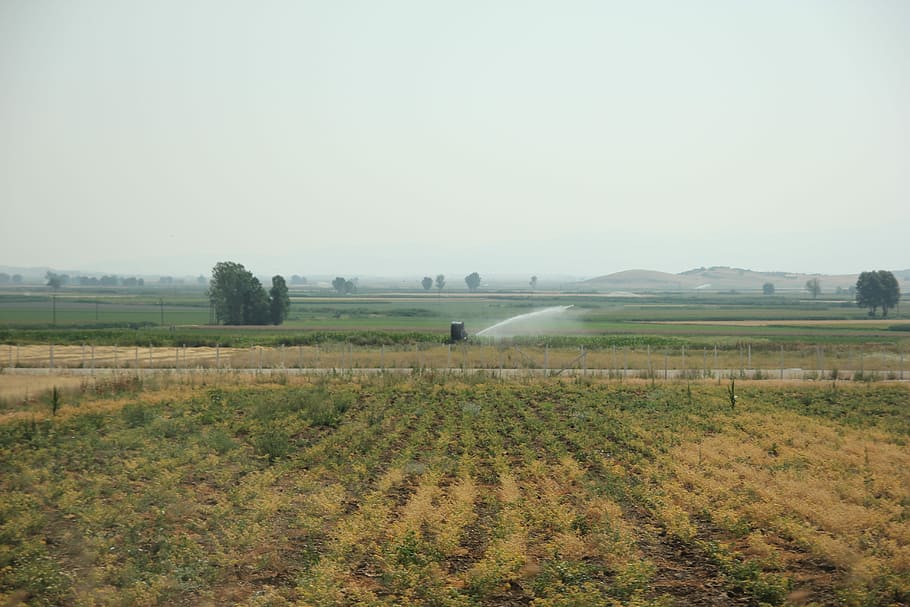 Fields, Watering, Green, Plant, Outdoor, season, growth, meadow HD wallpaper