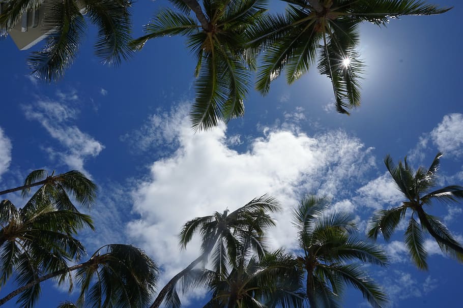 palm, trees, sky, palm trees, tropical, summer, nature, beach HD wallpaper