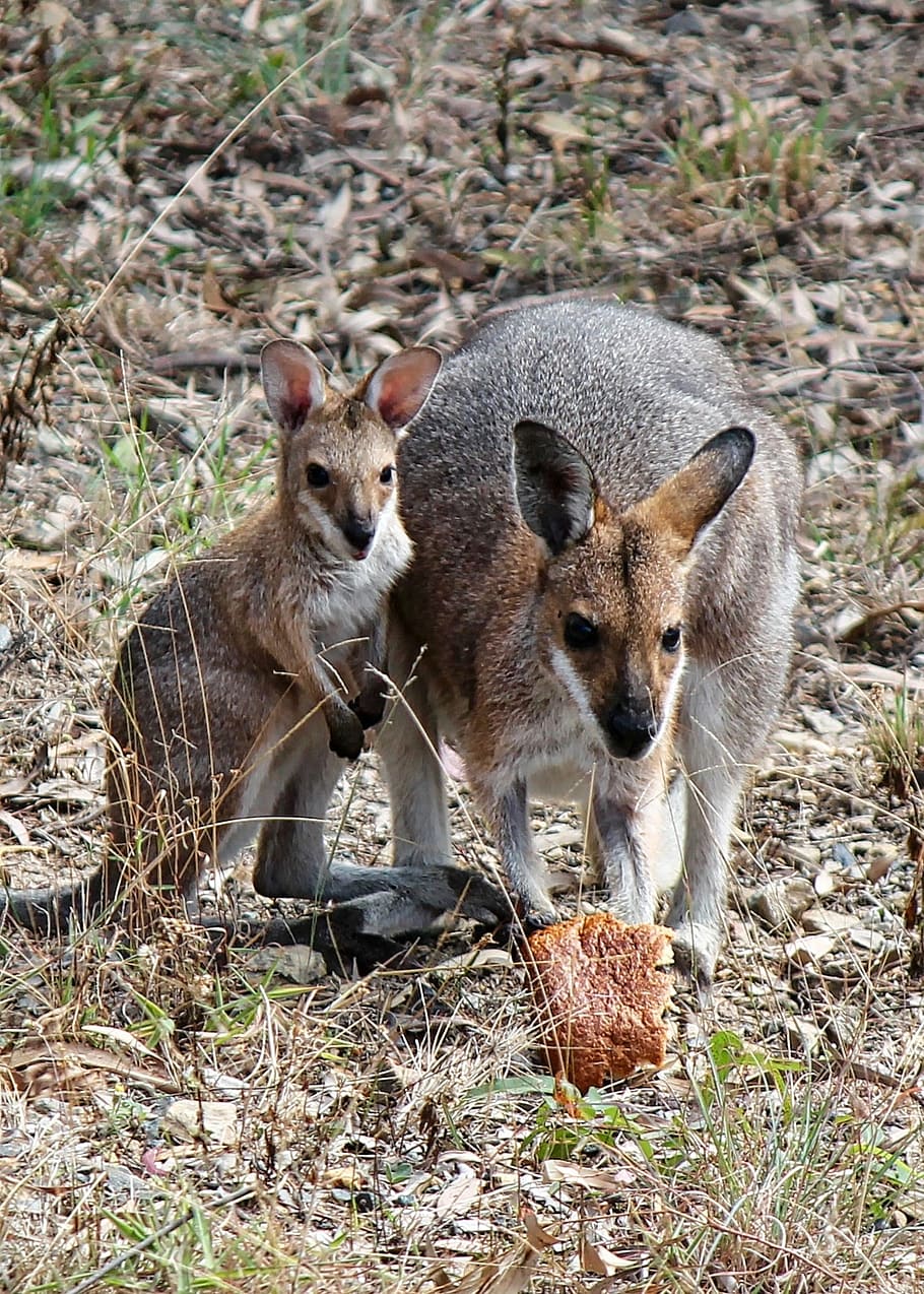 kangaroo, joey, baby, wallaby, australia, marsupial, animal, HD wallpaper