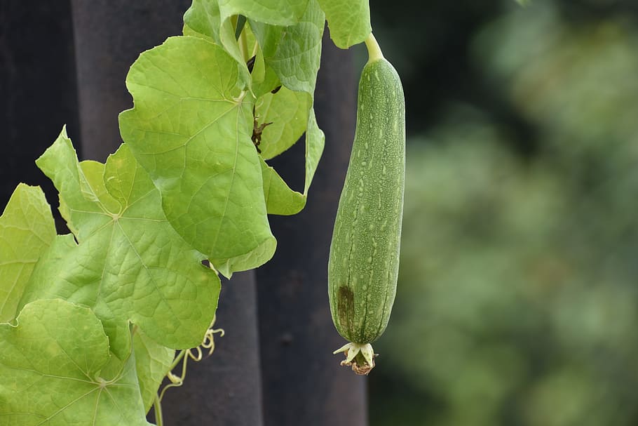ridge gourd, vegetable, luffa, plant part, leaf, green color