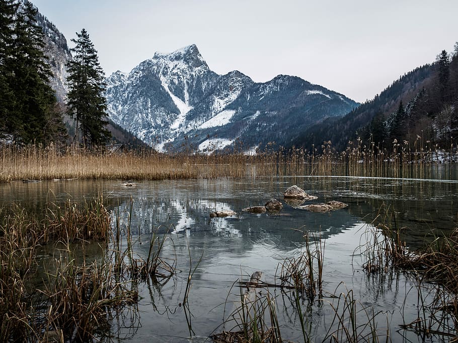 brown plants on bodies of water near snow cap mountain at daytime HD wallpaper