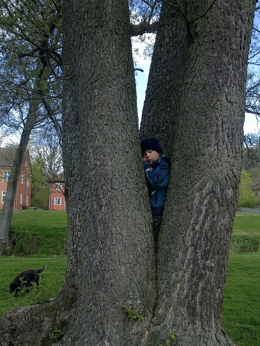 boy, climbs, tree, summer, sweden, skåne, park, trunk, tree trunk HD wallpaper