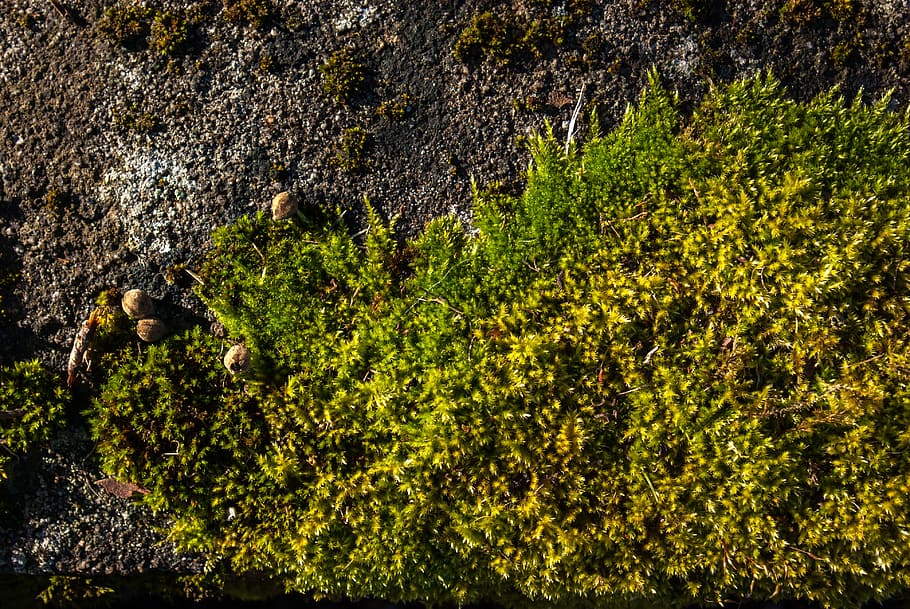 lichen, moss, stone, nature, plant, outdoor, tree, growth, green color HD wallpaper