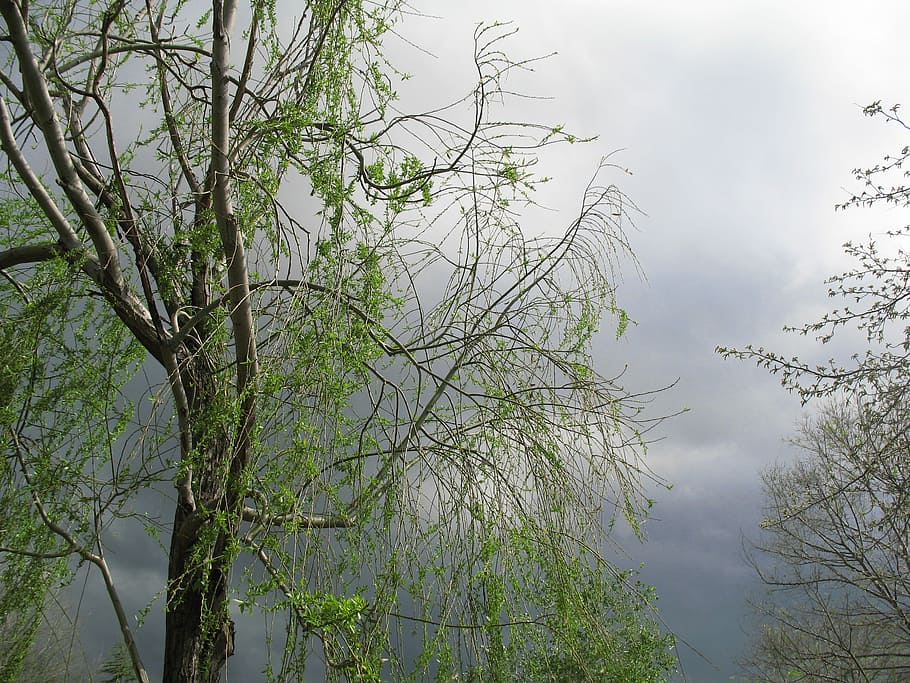 Tree, Clouds, park, sky, nature, no people, day, outdoors, branch HD wallpaper