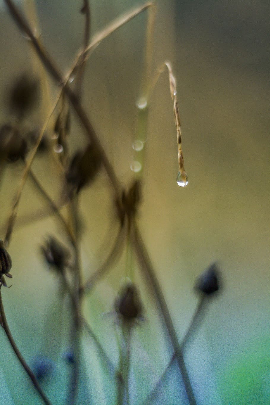 water, rain, nature, raindrop, natural, close-up, plant, no people HD wallpaper