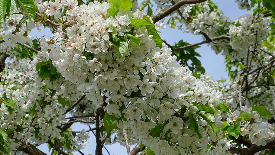 tree, branch, flower, plant, flowering plant, blossom, growth HD wallpaper