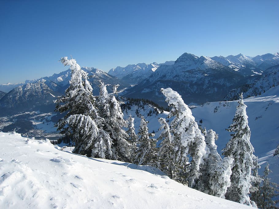 snow covered trees, cockscomb, winter, reute, wintry, icy, white HD wallpaper