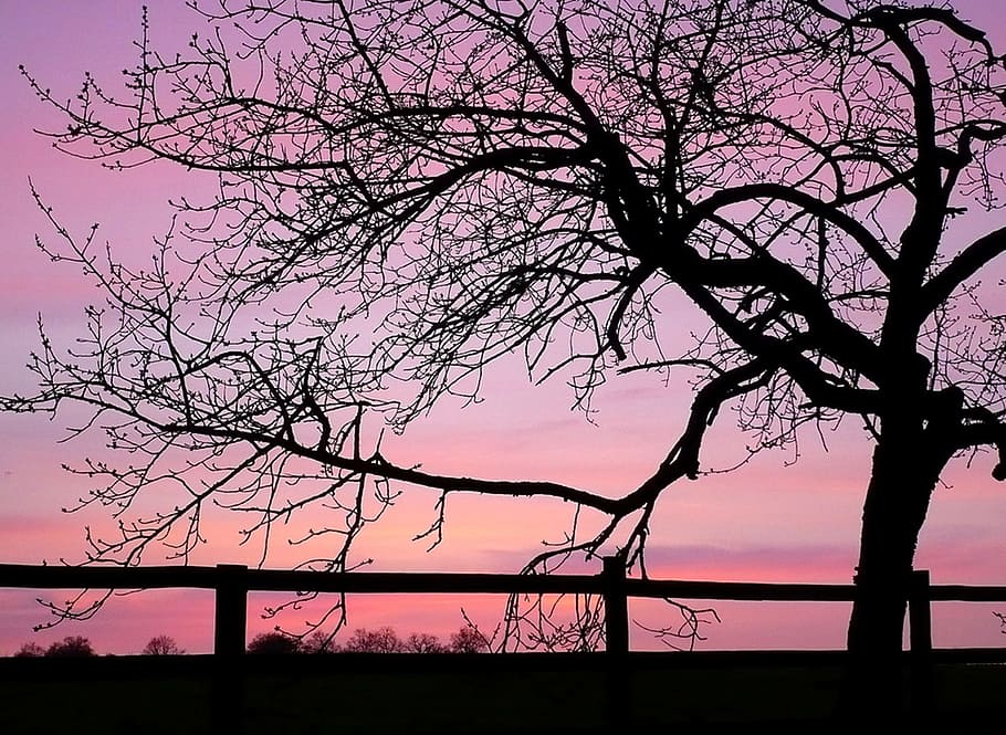 trees, branches, sunset, sky, beauty in nature, plant, silhouette HD wallpaper
