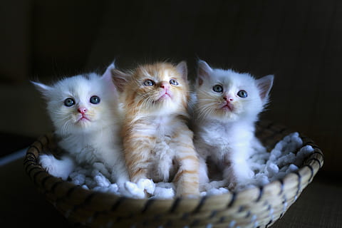three gray and white kitten on basket photo, basketball, cat HD wallpaper