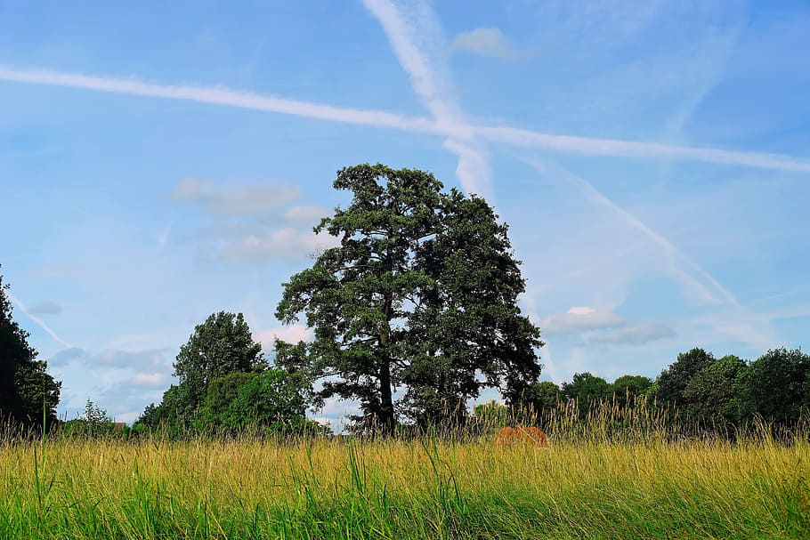 landscape, meadow, trees, background, sky, nature, field, green HD wallpaper