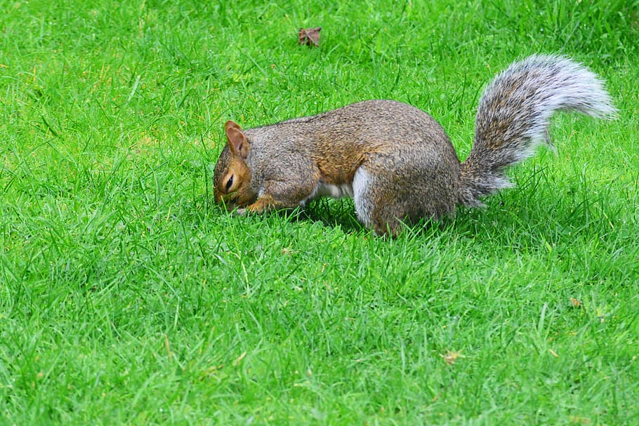 grey squirrel, burying nut, rodent, animal, mammal, grass, animal themes HD wallpaper