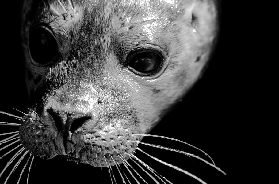 grayscale photo of rodent, seal, grey, animal, north-sea, wild-animal, HD wallpaper