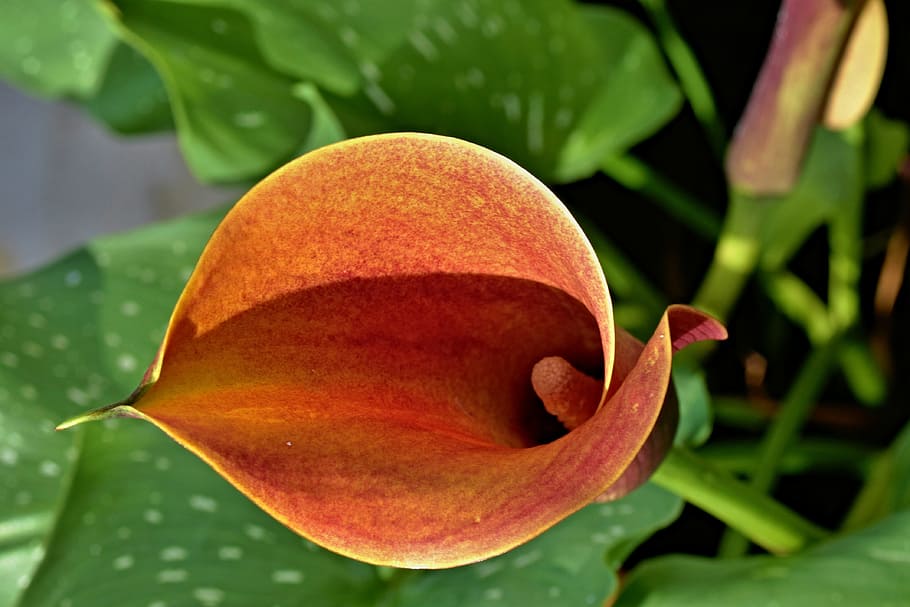 brown flower with green leaves, calla, calla flower, nature HD wallpaper