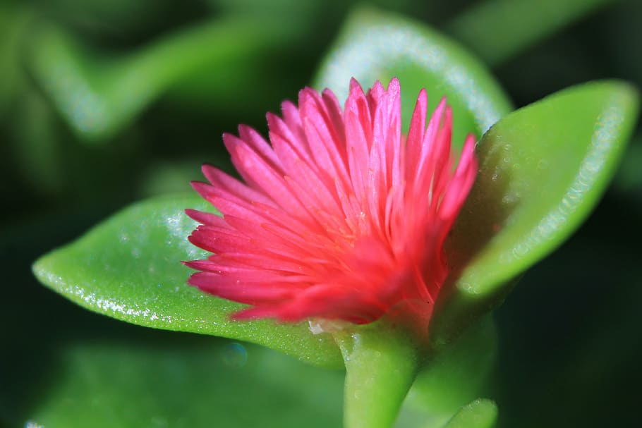 flower, flowers, dandelion, spring, nature, garden, red, flowering plant HD wallpaper