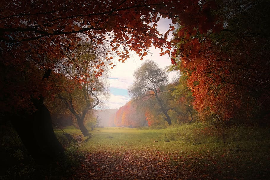 autumn trees wallpaper, nature, forest, light, natural, landscape HD wallpaper