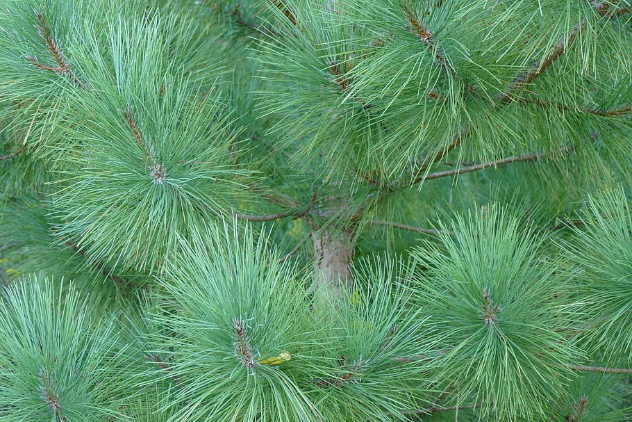 pine, tree, pine tree, nature, forest, evergreen, plant, growth HD wallpaper