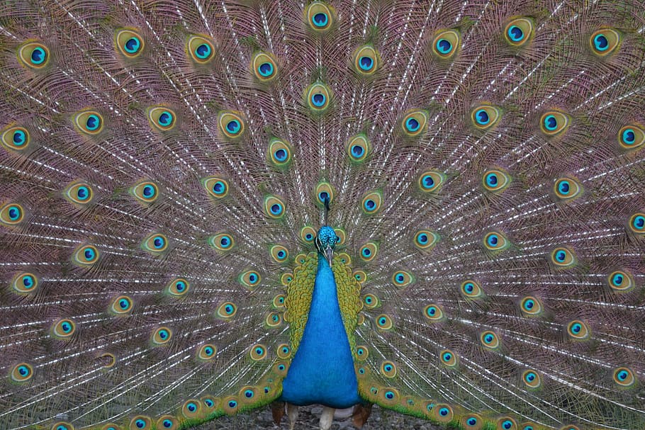 Turkey, Ave, Beautiful, Pen, royal, feathers, animals, peacock HD wallpaper