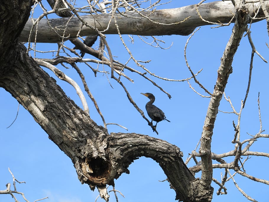bird, cormorant, double-crested, tree, limb, branch, frame HD wallpaper