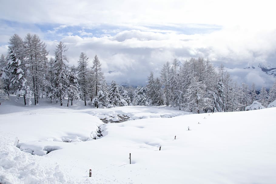 snow, winter, cold, frost, frozen, nature, tree, season, landscape HD wallpaper